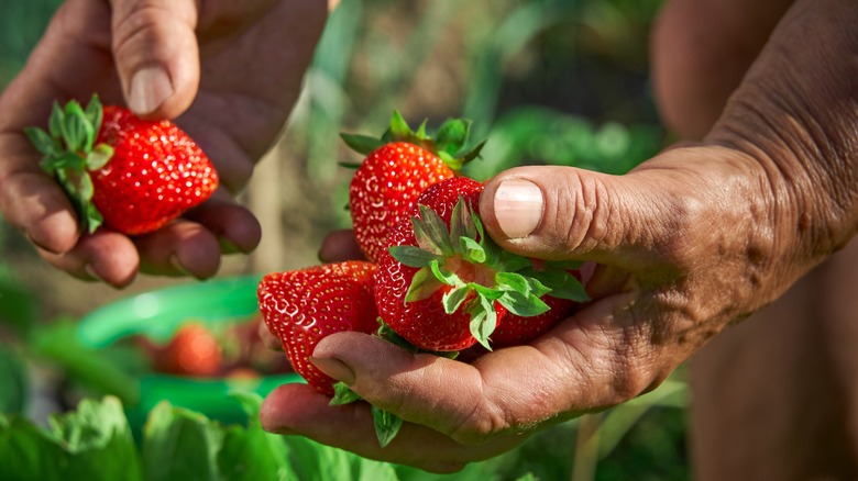 Man holding fresh strawberries
