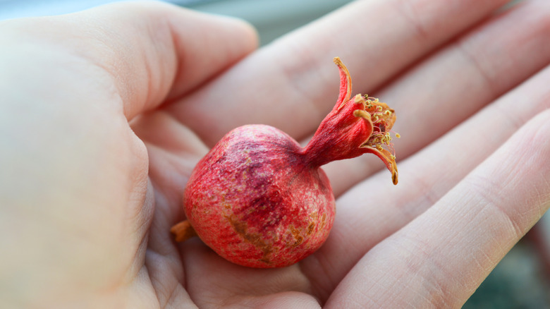 dwarf pomegranate in hand