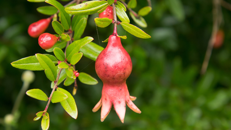 A single red fruit on a dwarf pomegranate tree