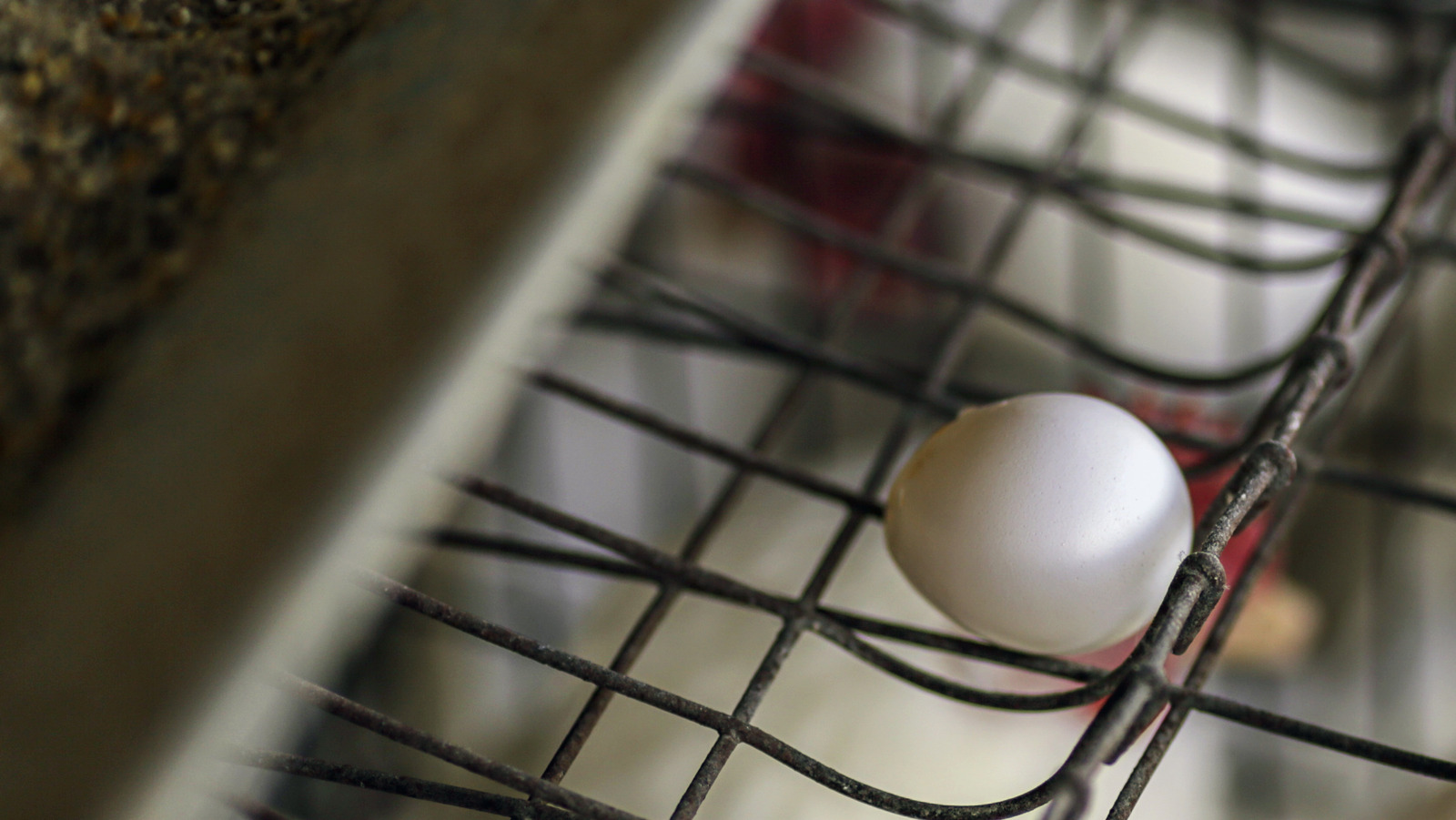 Why An Iowa Egg Factory Is Being Accused Of Inhumane Practices