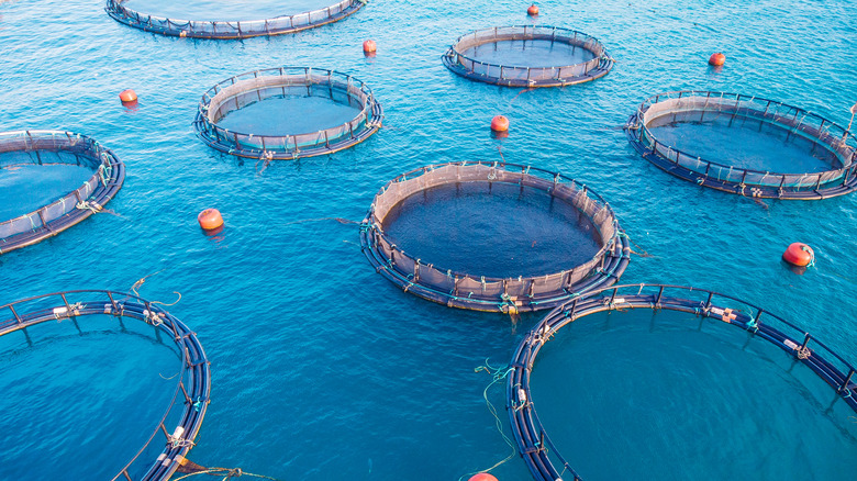 Salmon aquaculture farming 