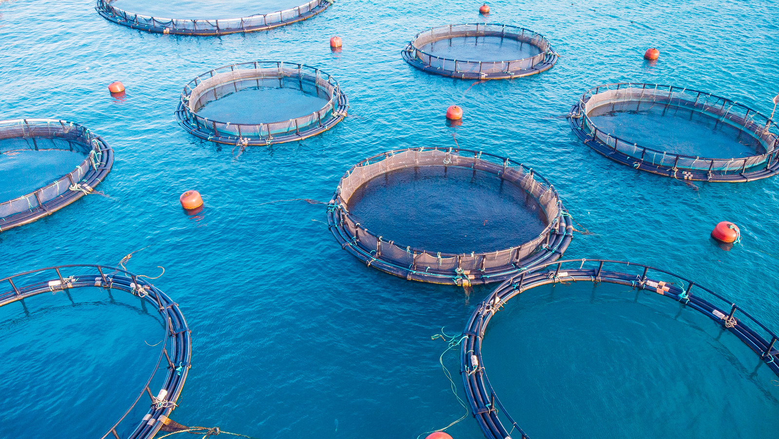 Why Aquaculture Is Negatively Affecting Some Small Communities