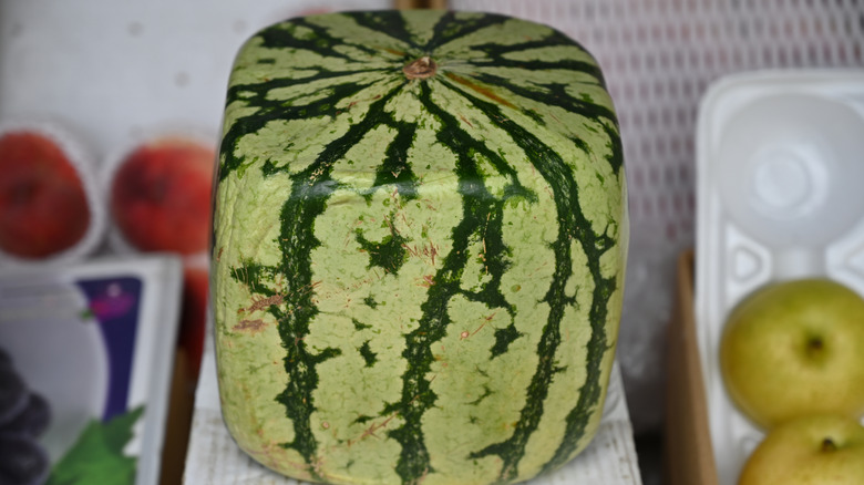 a square watermelon