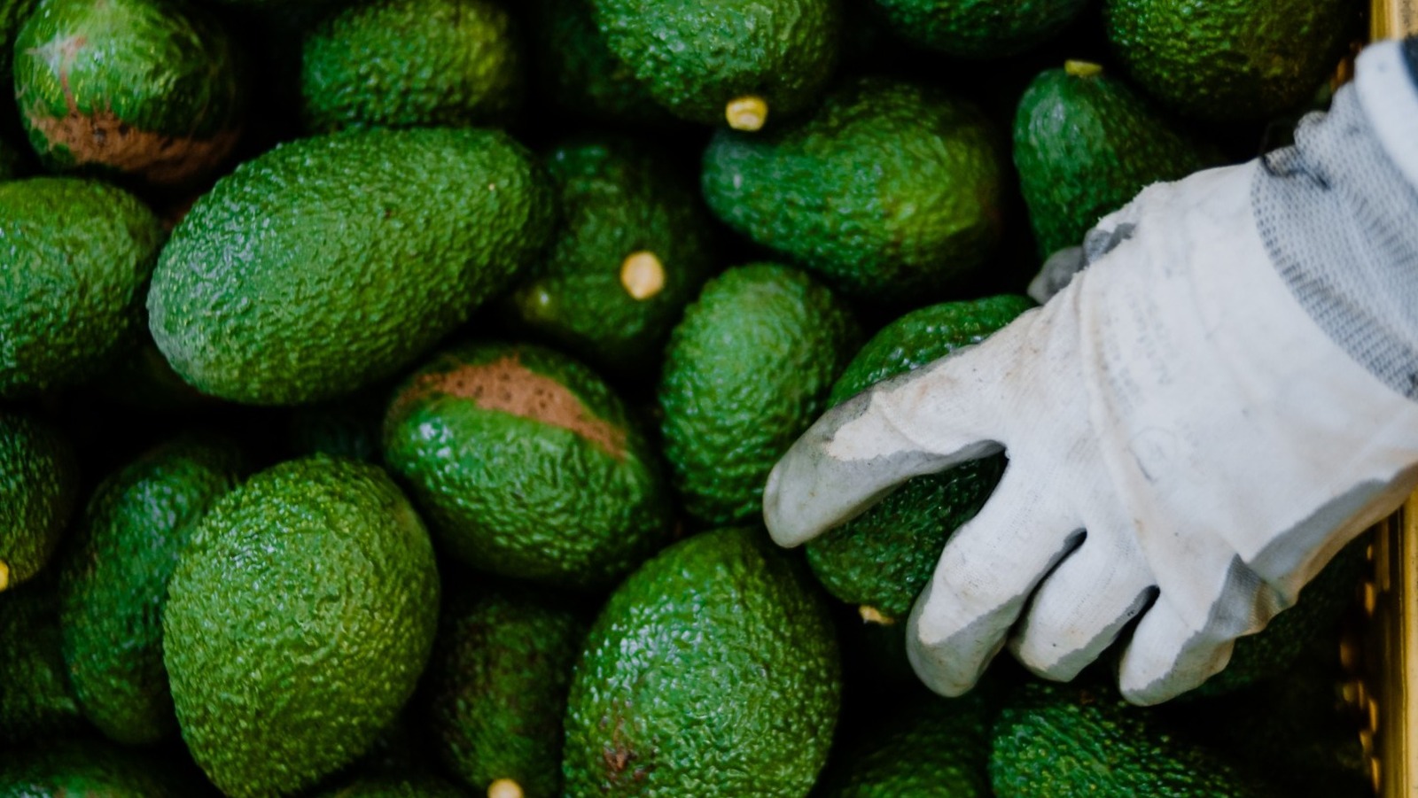 Why Avocados Could Extinct Sooner Rather Than Later