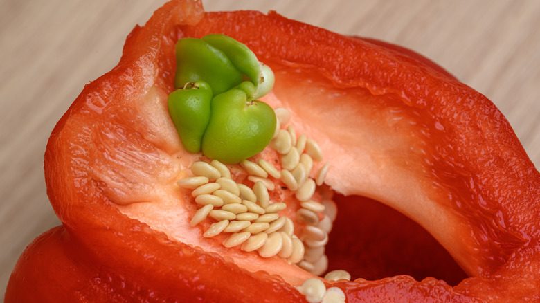 Green internal proliferation in red bell pepper