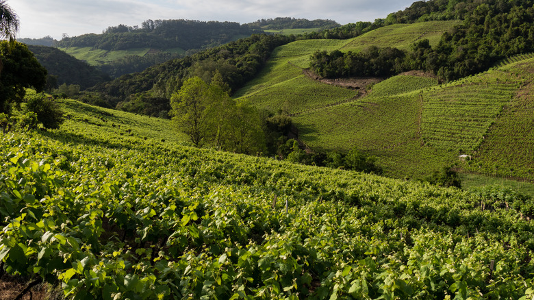 Serra Gaúcha vineyards in Brazil