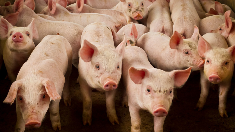 Pigs crowded on farm