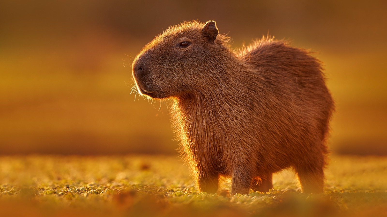 Is A Capybara A Fish
