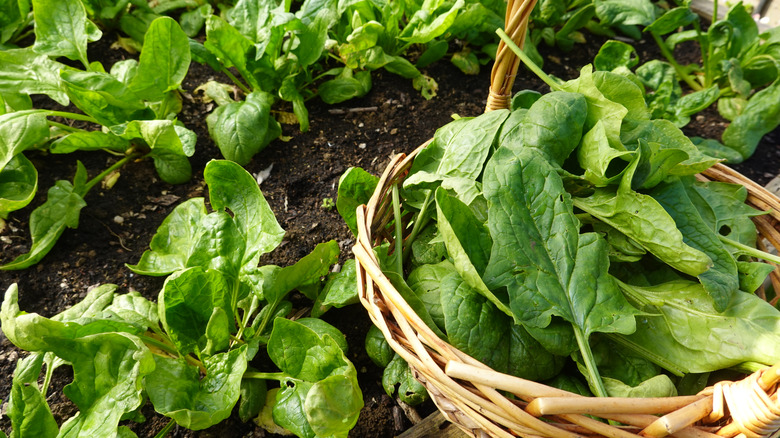 Closeup of harvesting spinach in soil of a garden