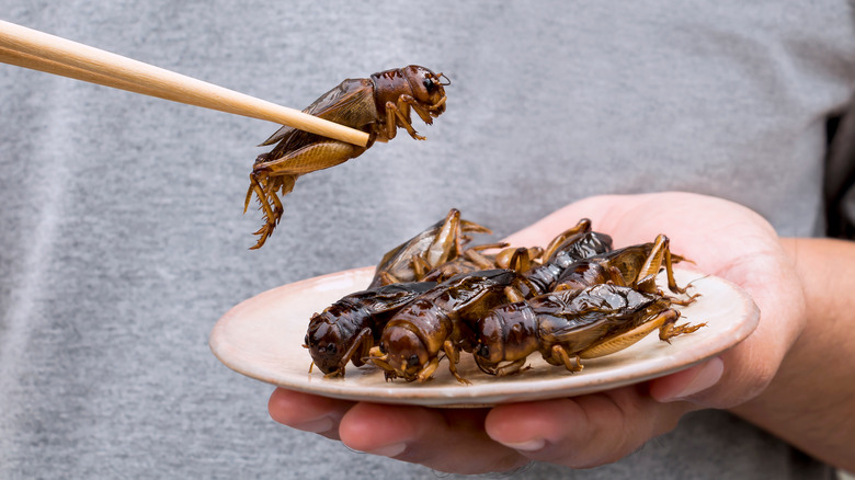 Person eats grasshoppers 