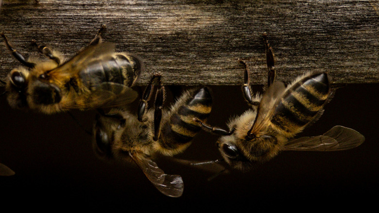 close up of Caucasian bees