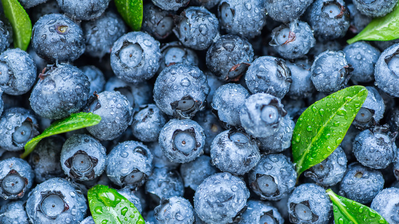 fresh pile of blueberries 