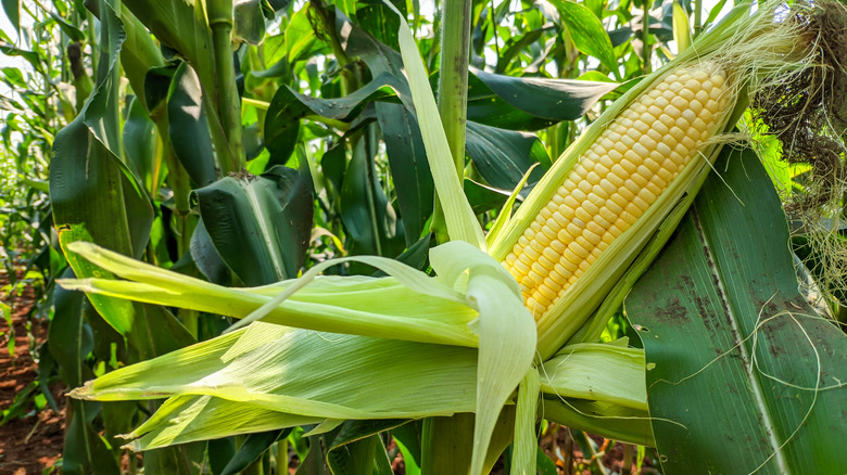 Corn on the cob on a farm
