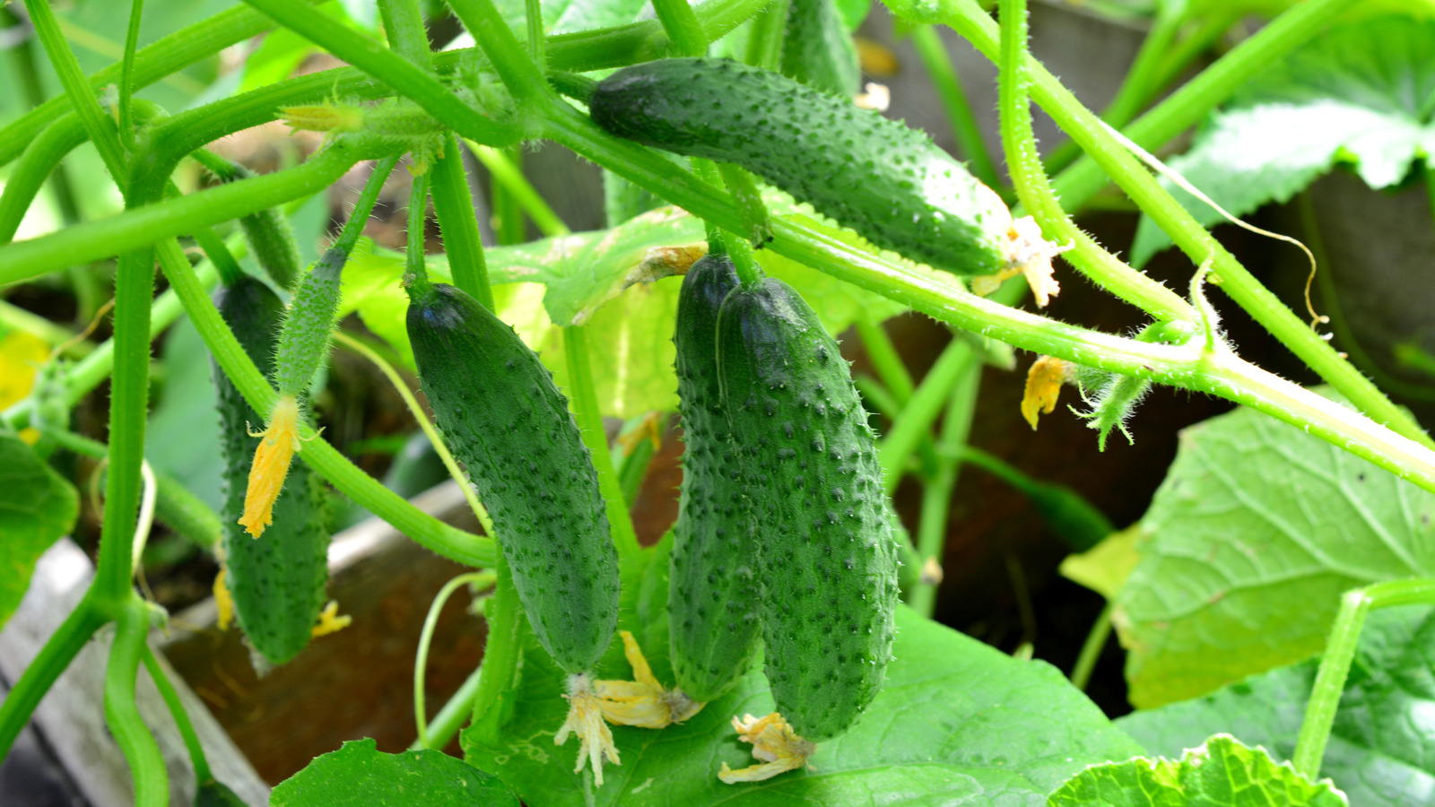 Why The Cucumbers From Your Garden Taste So Bitter
