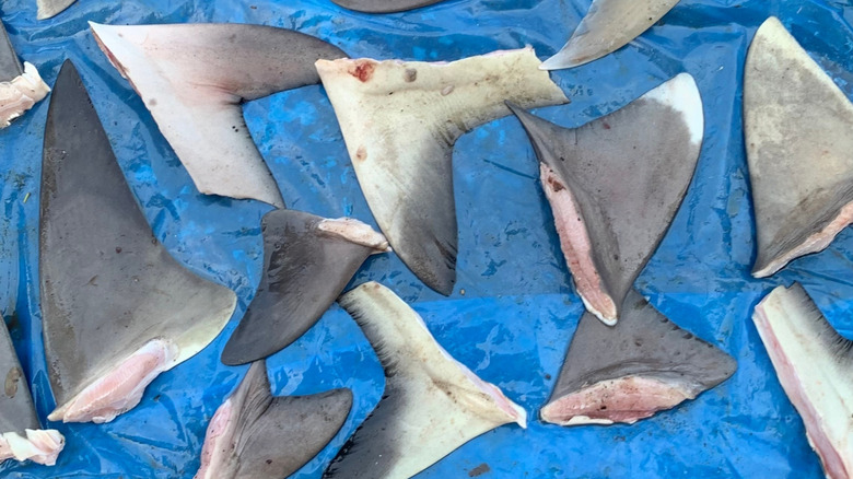 Shark fins ready to export for shark fin soup