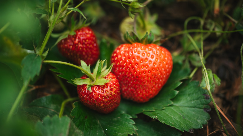 A close up of three strawberries on a plant