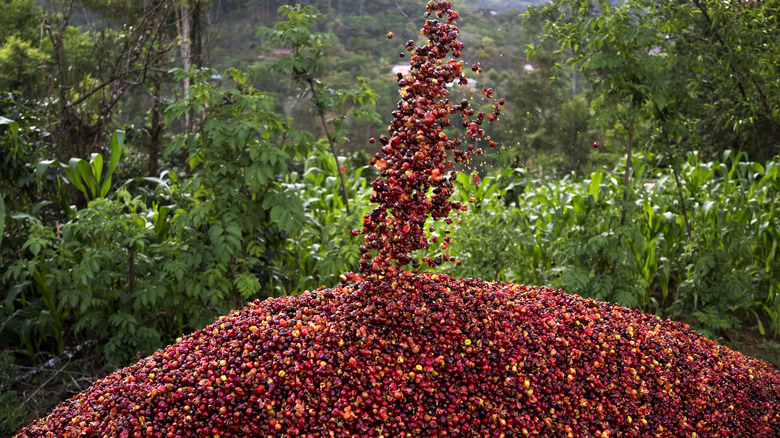 Guatemala coffee bean cherries 