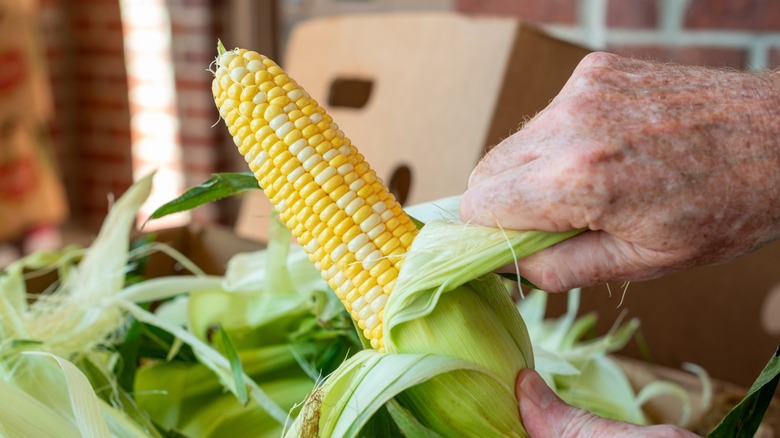 hands shucking an ear of corn