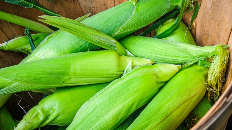 ears of unhusked corn in a basket