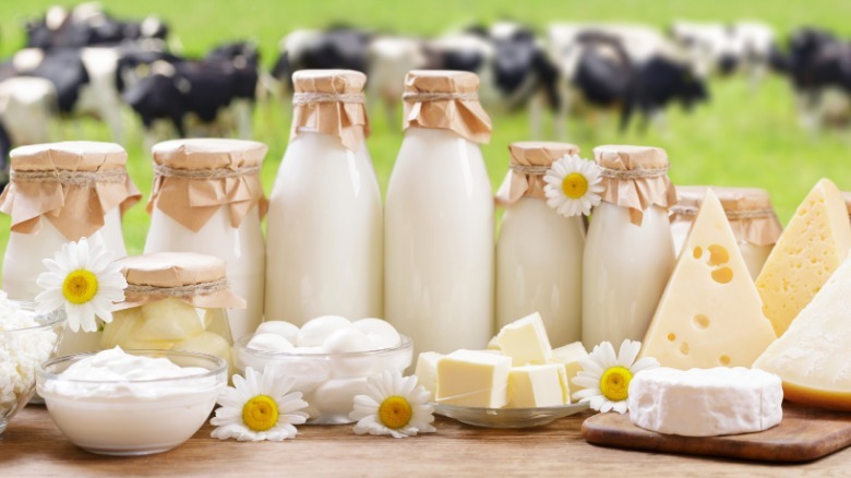 Various cheeses and milk jars with daisies in front of grazing dairy cows