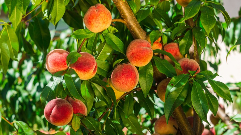 Peaches growing on a tree 