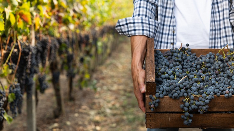 harvesting grapes from vineyard