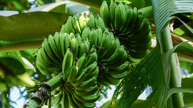 Bunches of unripe green bananas on a tree.