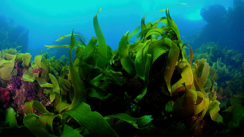 kelp forest
