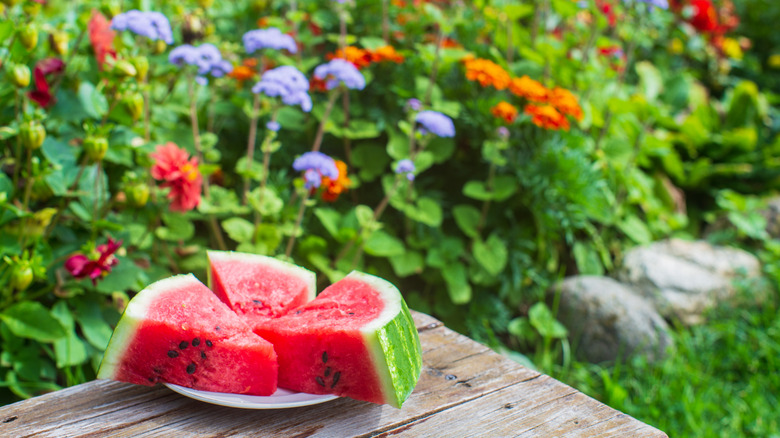 three slices of watermelon on a small plate resting on a wooden table in a garden