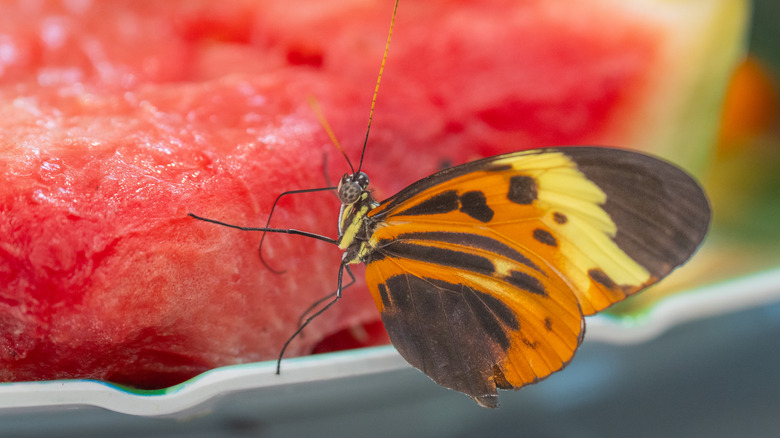 a close-up photo of a butterfl feeding on a slice of watermelon