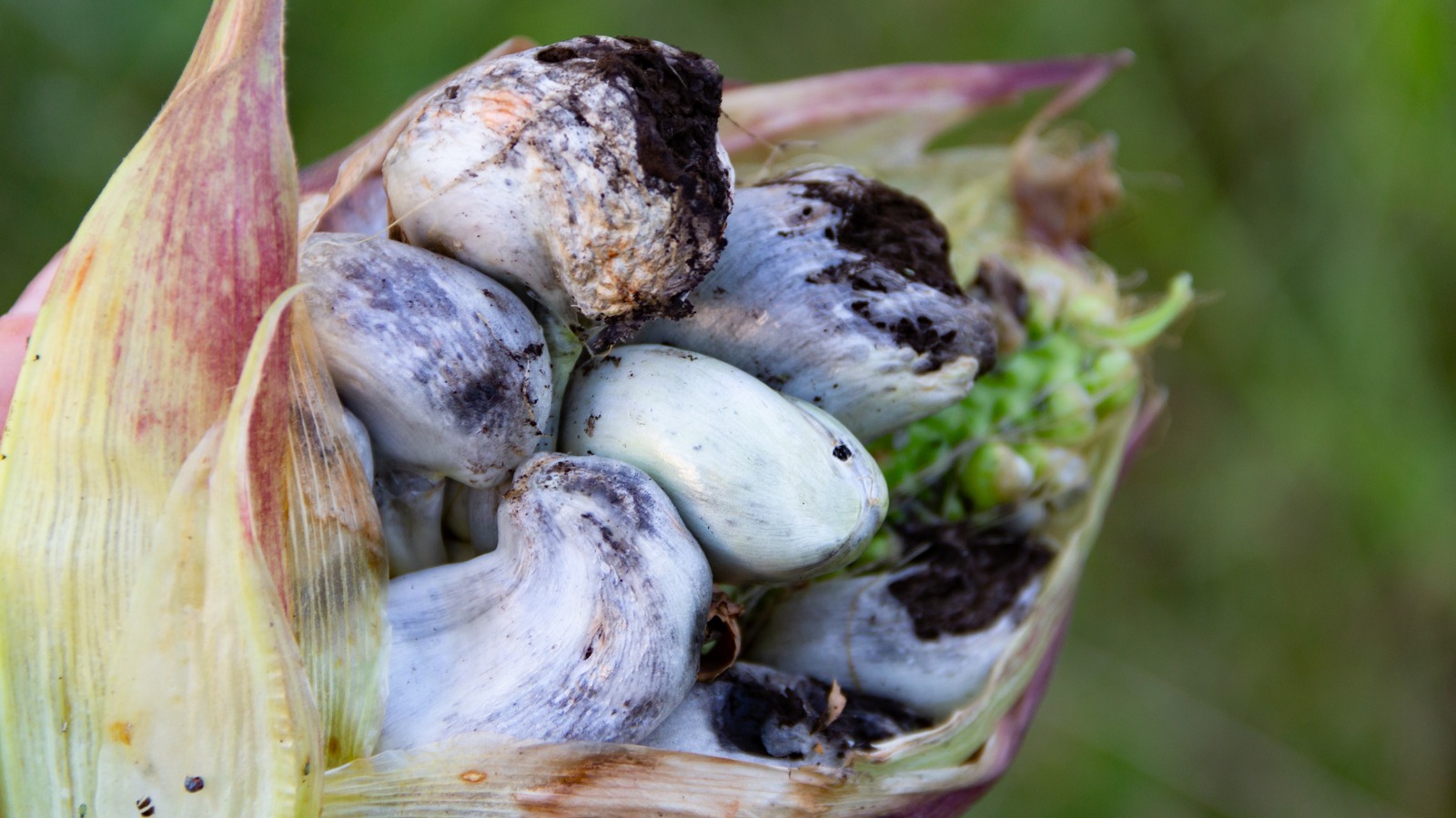 Why Mexico's Huitlacoche Corn Fungus Is Prized By Chefs