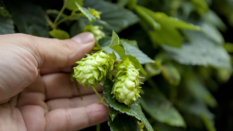 A hand holds hop flowers on the vine.