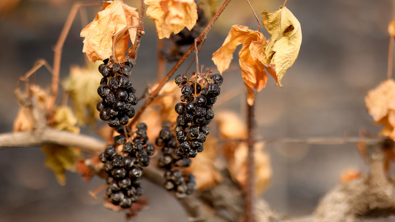 Grapevine and grapes burned in fire