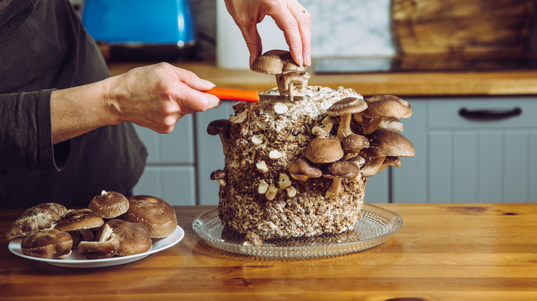 Chef harvesting mushrooms in kitchen