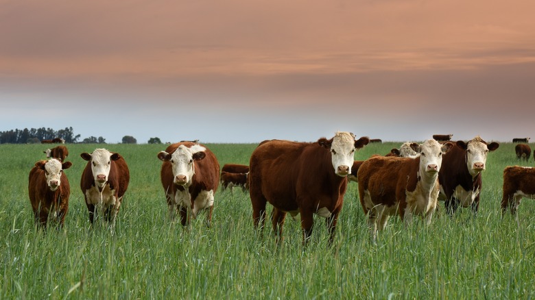 cattle grazing in a field