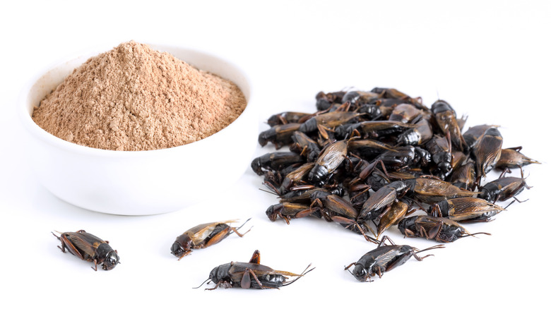A bowl of cricket powder next to a pile of roasted crickets.