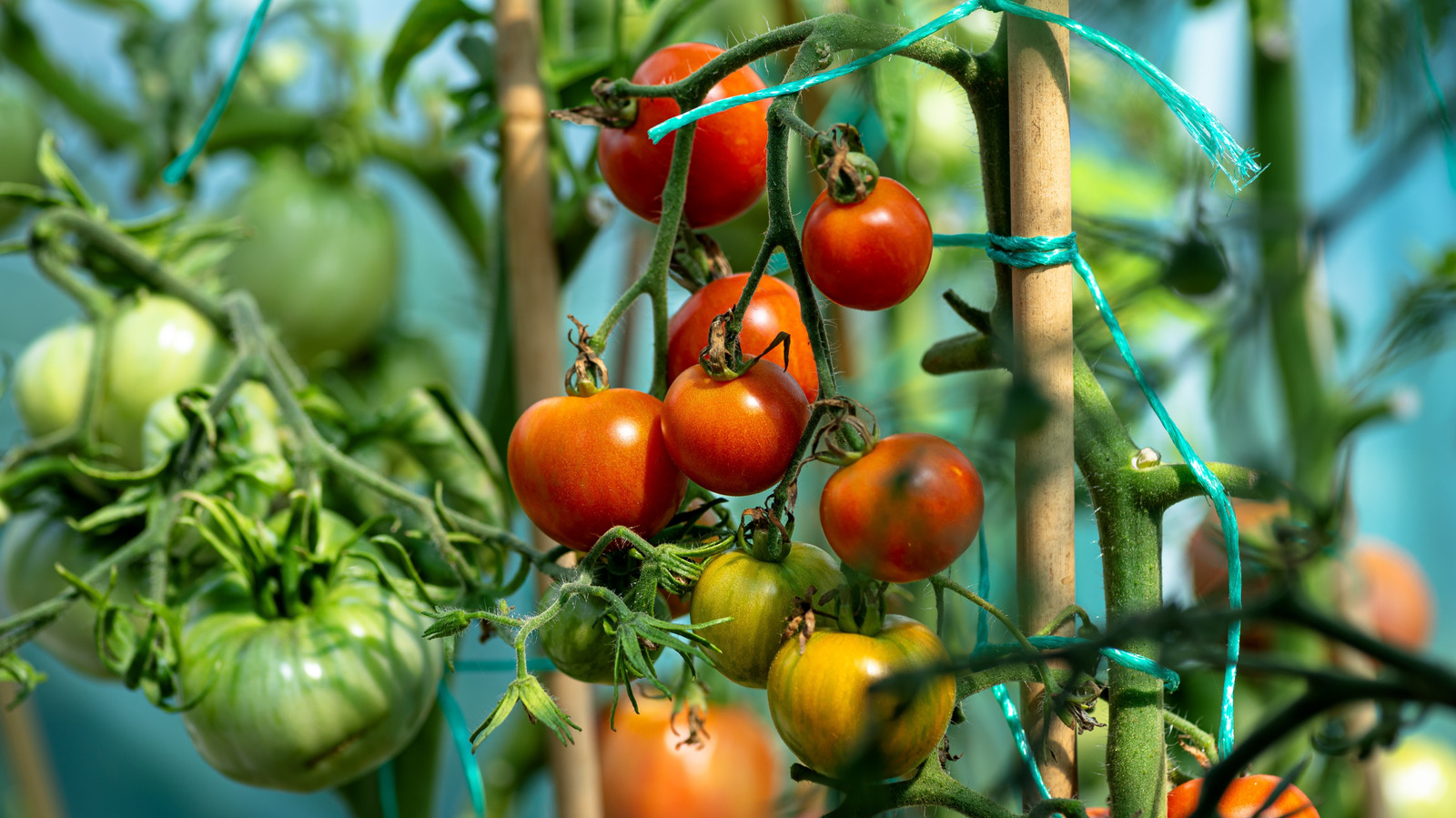 Why People Put Soap Near Tomato Plants - And Whether You Should Too - Tasting Table