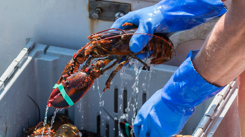 man wearing gloves holding lobster