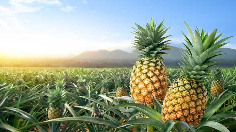 two pineapples in a field