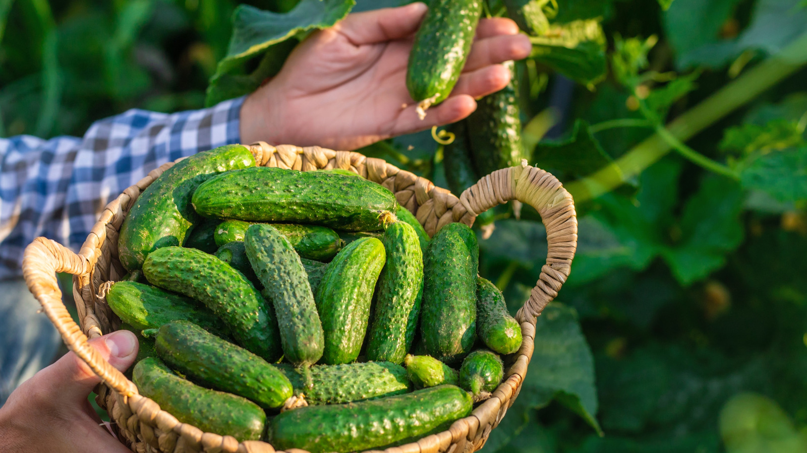 Why Planting Cucumbers Next To Potatoes Will Only Disappoint You - Tasting Table