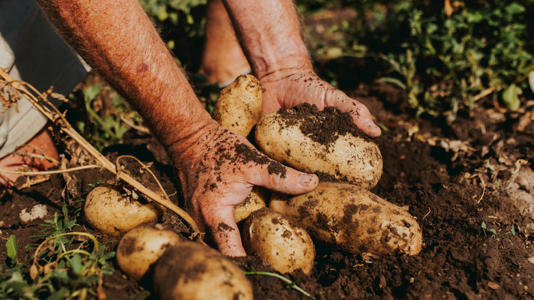 A person harvests potatoes