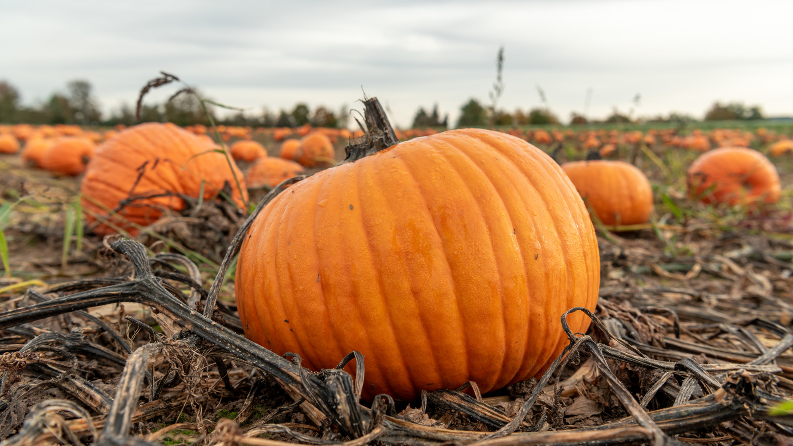 Why Pumpkins Can Grow So Big, According To Science - Tasting Table