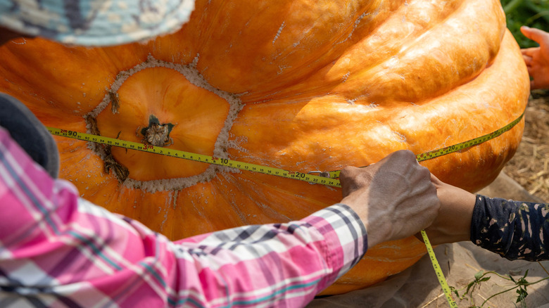 Two farmers mesuring a giant pumpkin's circumference