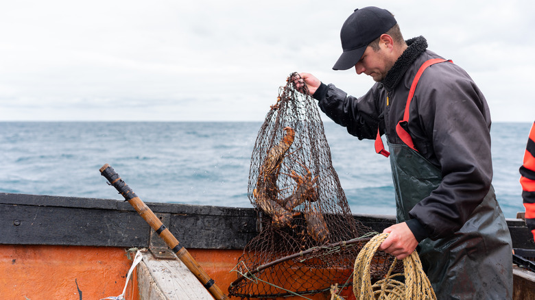 fisherman with lobster