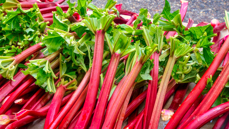 Fresh stalks of rhubarb piled together
