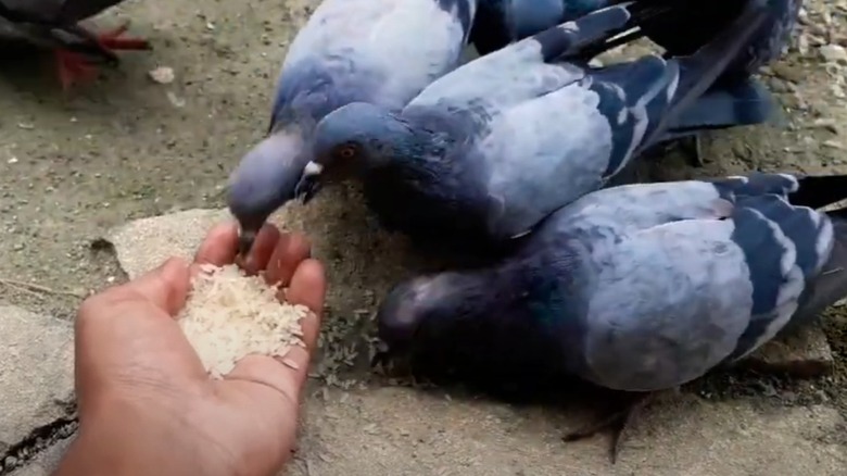 Pigeons eating uncooked rice from a hand