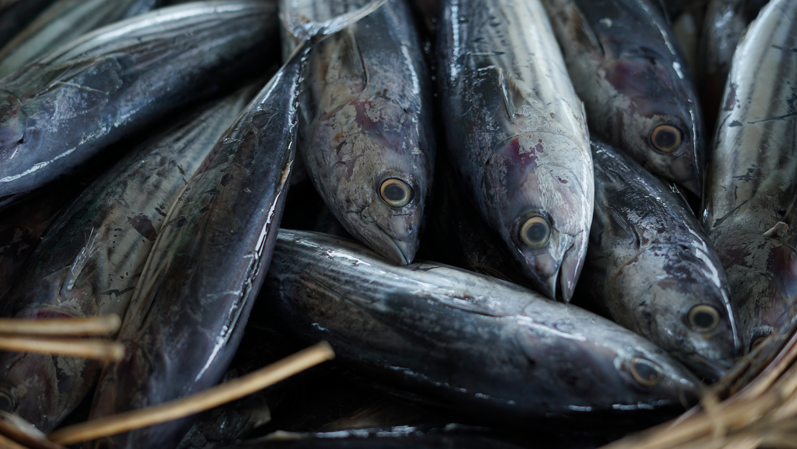 Why Skipjack Is The Most Sustainable Tuna Species