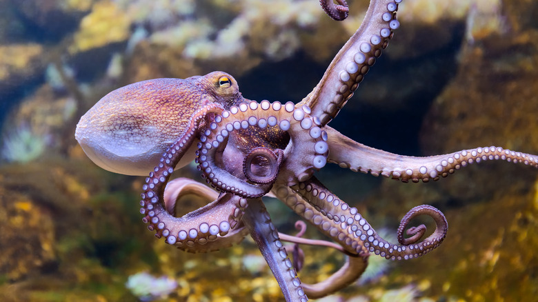 octopus sticking to glass tank