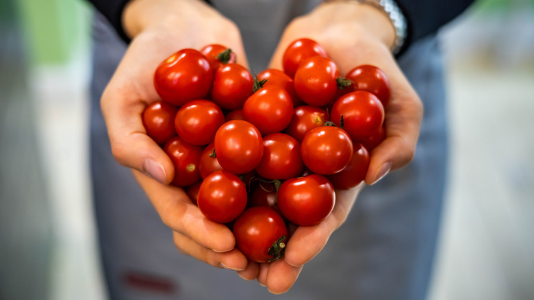 Hands holding a pile of tomatoes in a heart shape