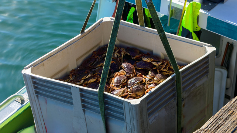 a crate of dungeness crabs suspended above a fishing boat